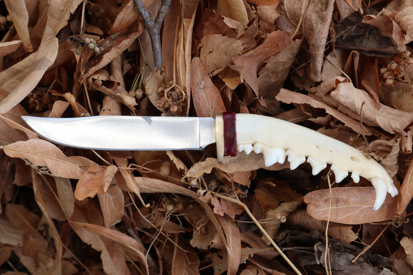 Red Fox Mandible Knife