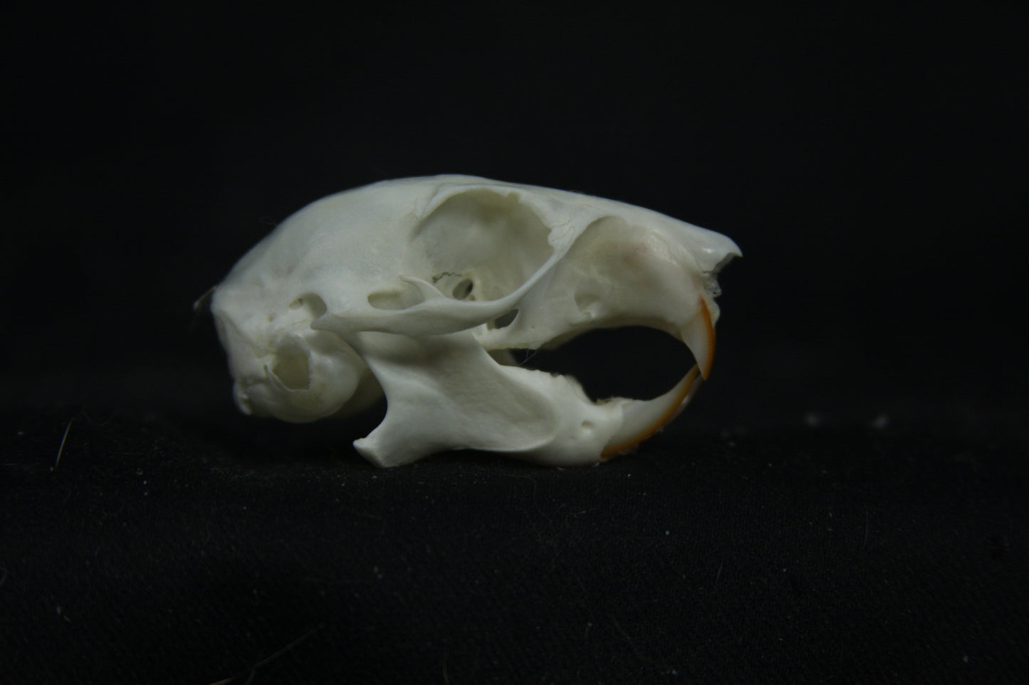 Red Squirrel Skull
