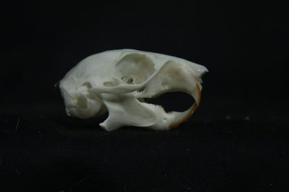 Red Squirrel Skull