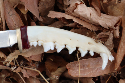 Red Fox Mandible Knife