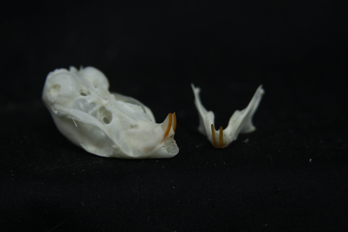 Red Squirrel Skull