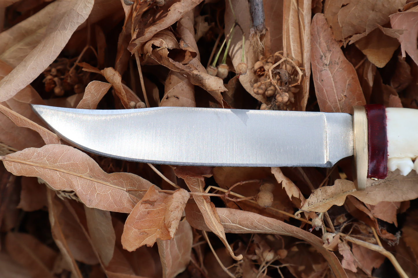 Red Fox Mandible Knife