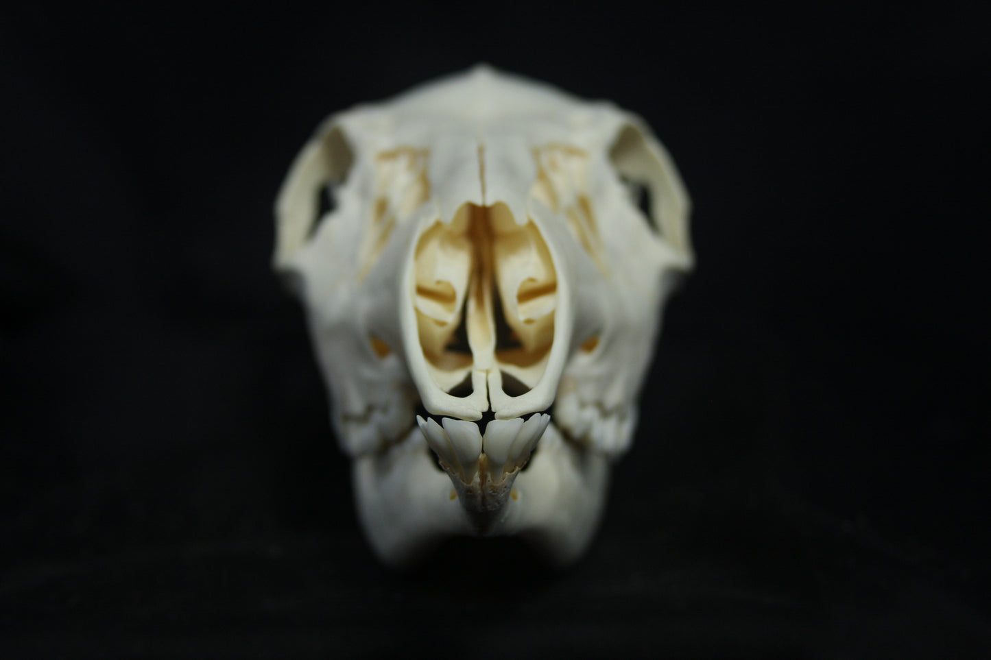 Doe Skull