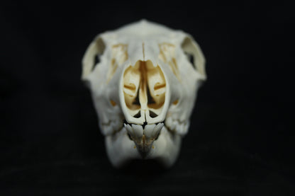 Doe Skull