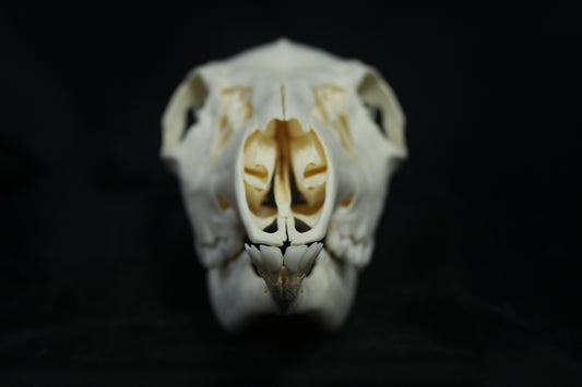 Doe Skull