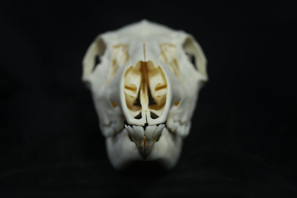 Doe Skull