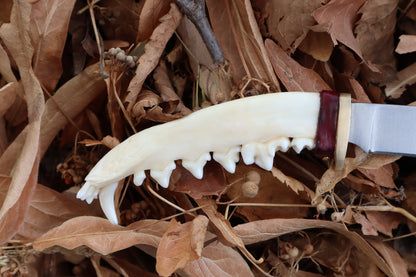 Red Fox Mandible Knife