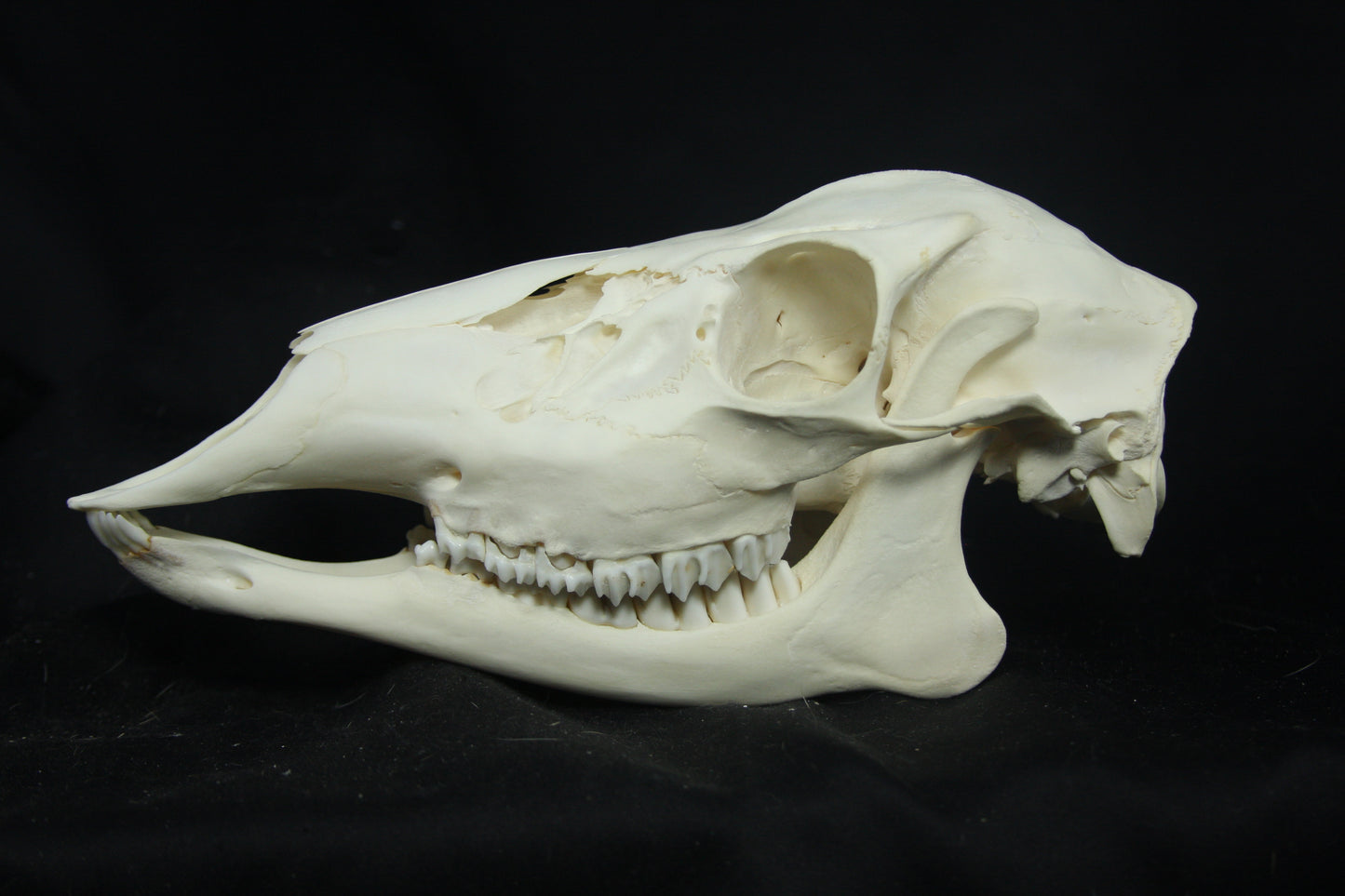 Doe Skull