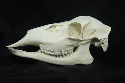 Doe Skull