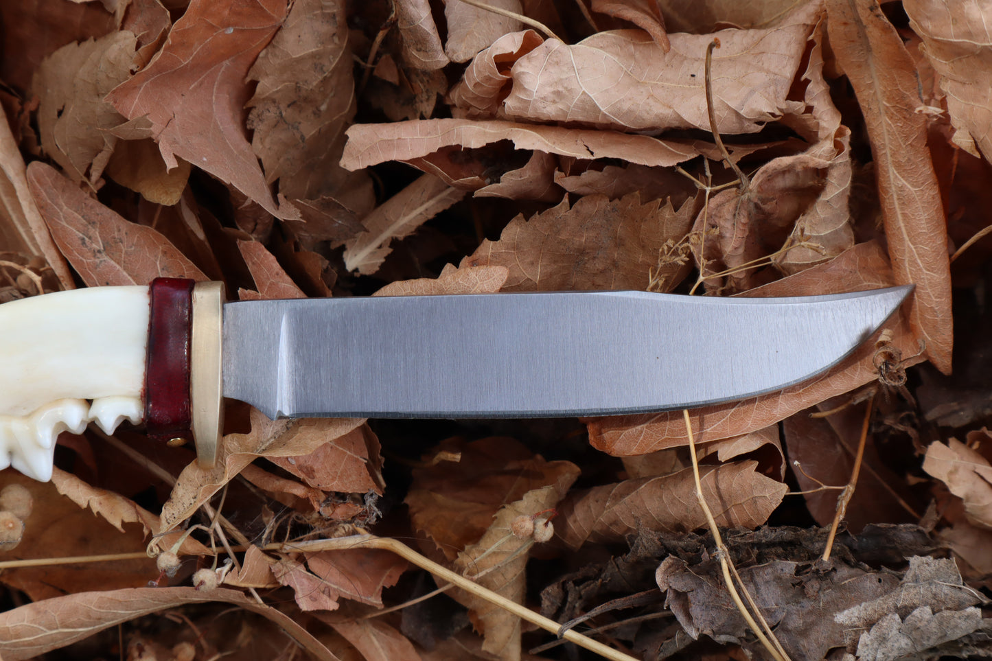 Red Fox Mandible Knife