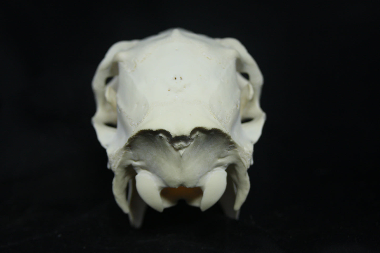 Doe Skull