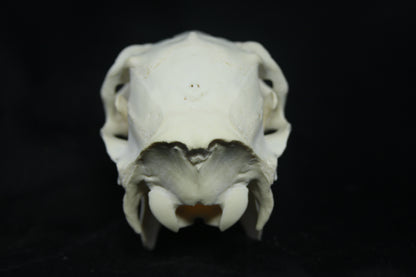 Doe Skull