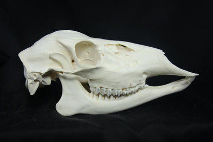 Doe Skull