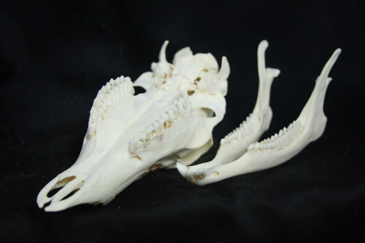 Doe Skull