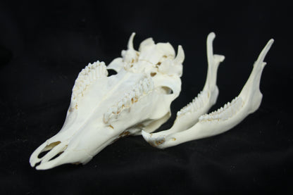 Doe Skull