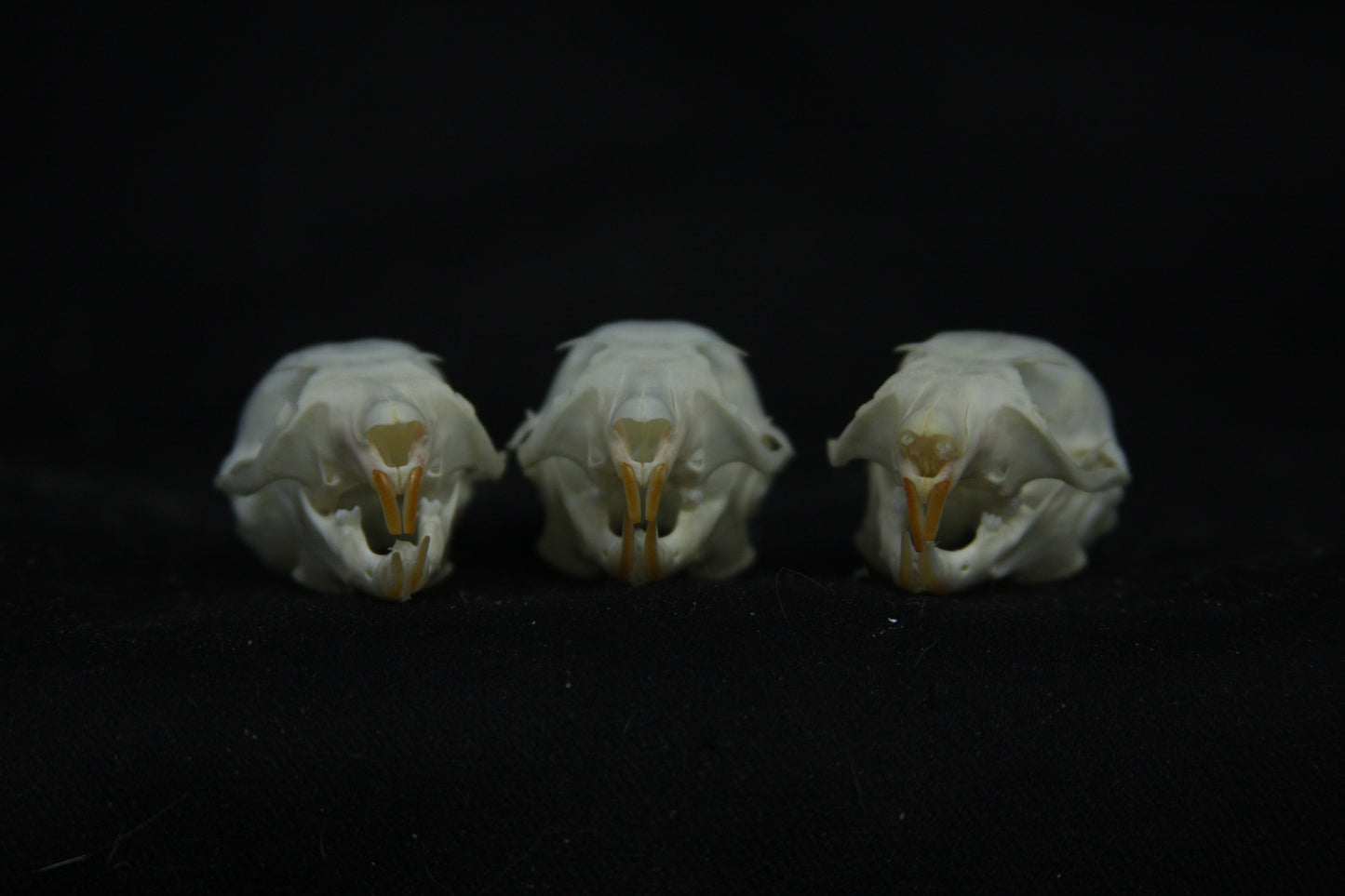 Flying Squirrel Skull