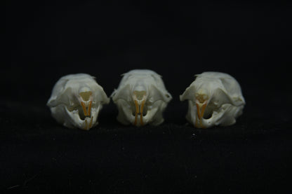 Flying Squirrel Skull