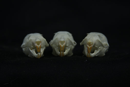 Flying Squirrel Skull