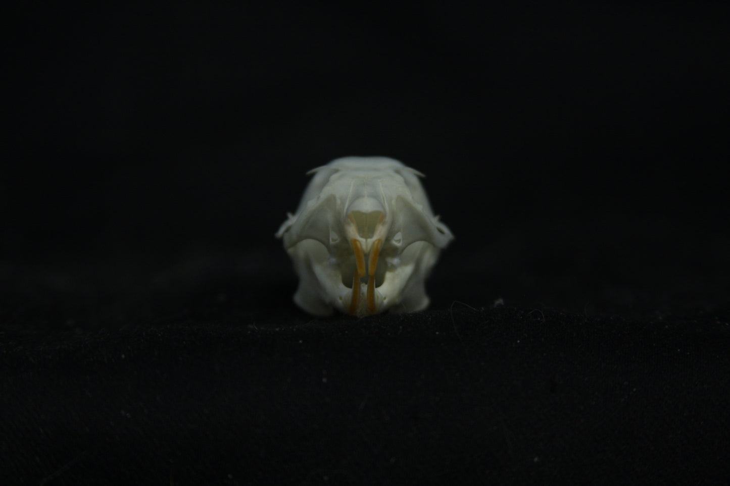 Flying Squirrel Skull