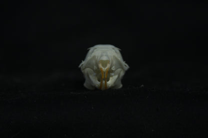 Flying Squirrel Skull
