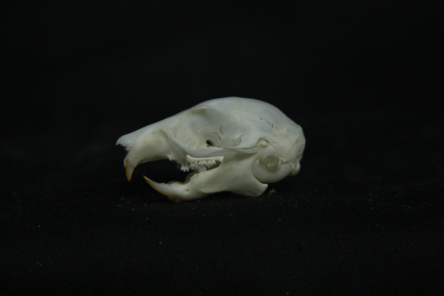 Flying Squirrel Skull