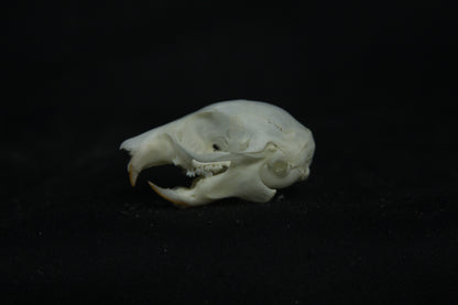 Flying Squirrel Skull