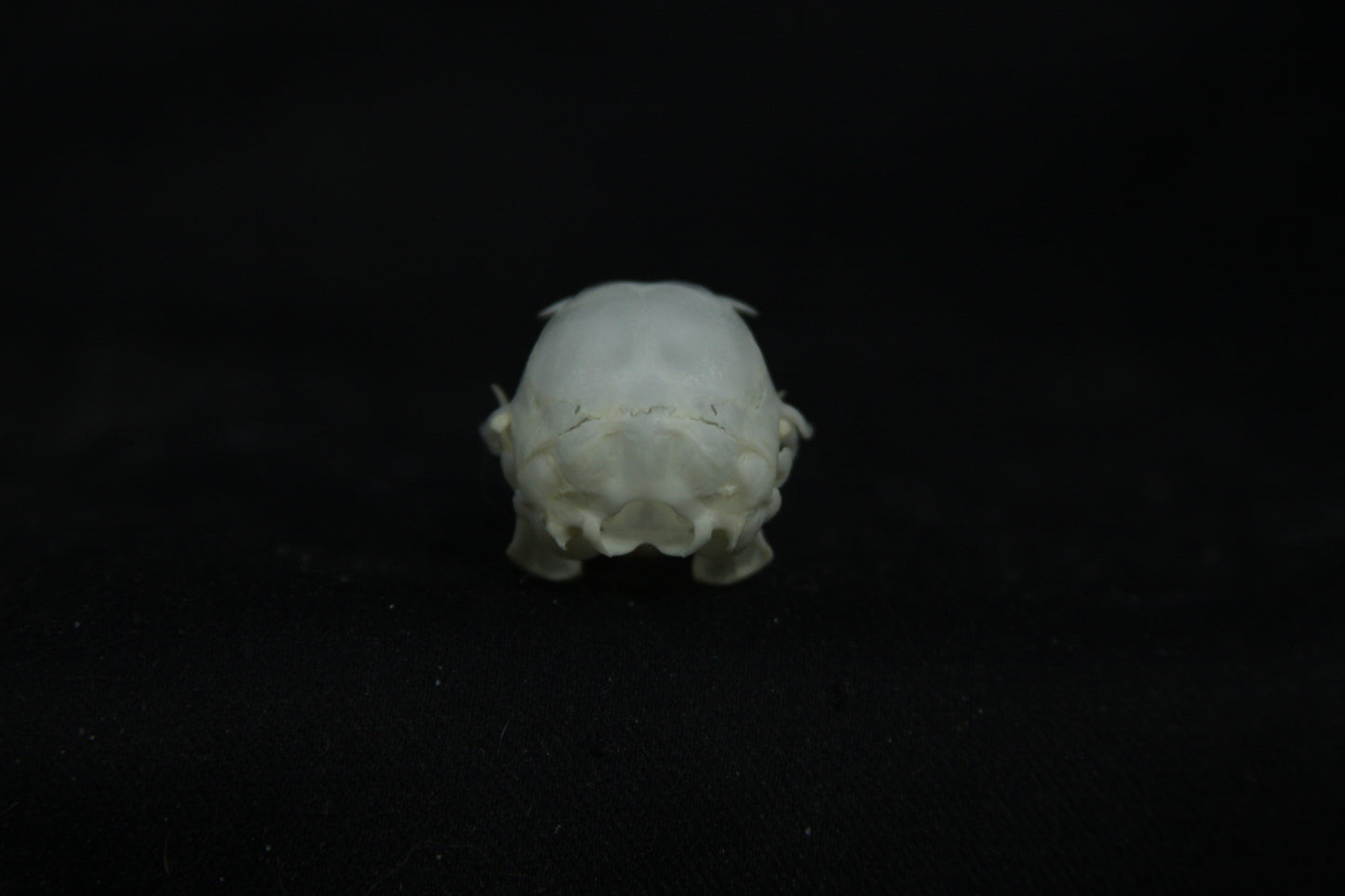 Flying Squirrel Skull