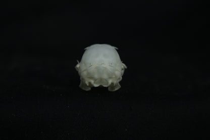 Flying Squirrel Skull