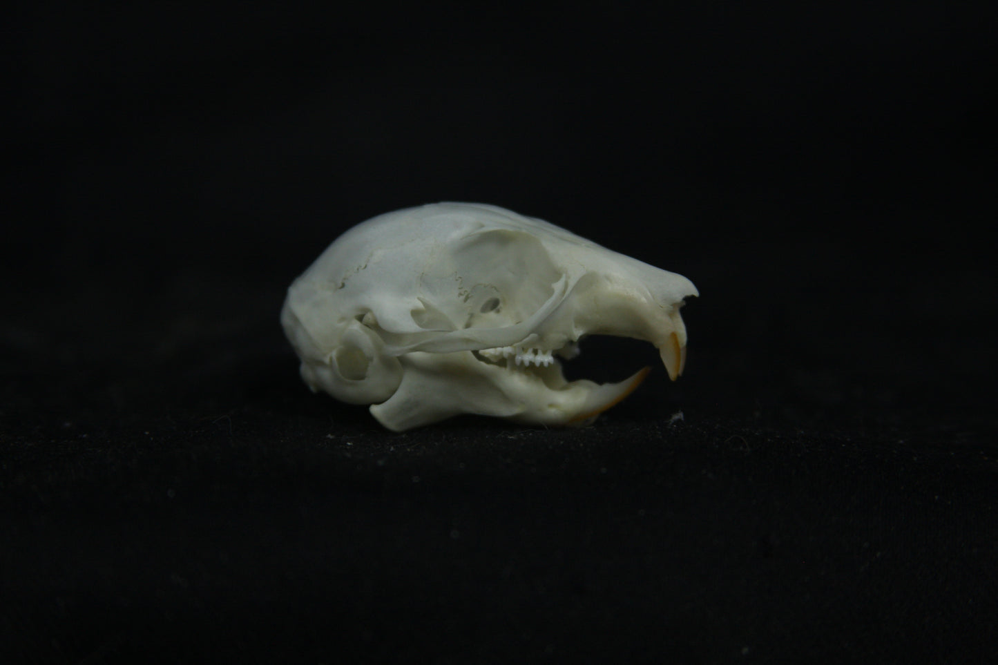 Flying Squirrel Skull