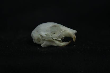 Flying Squirrel Skull