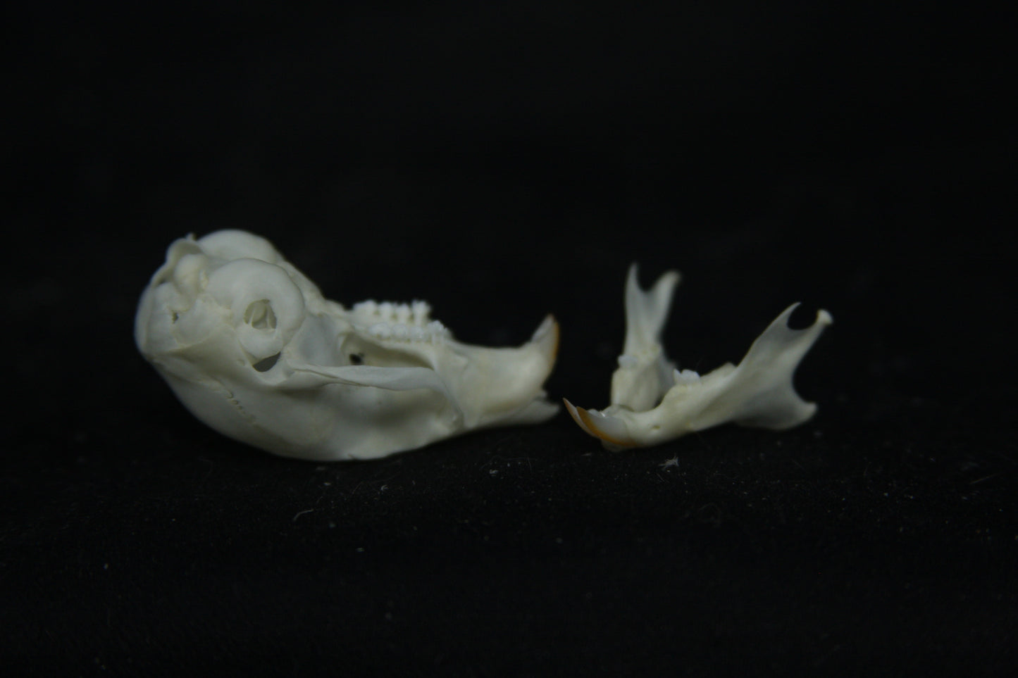 Flying Squirrel Skull