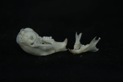 Flying Squirrel Skull