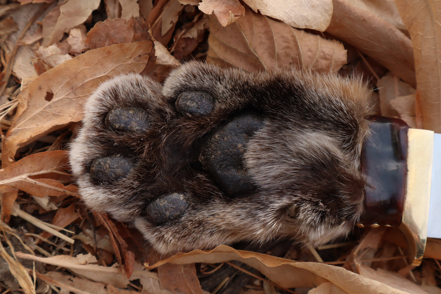 Bobcat Paw Knife