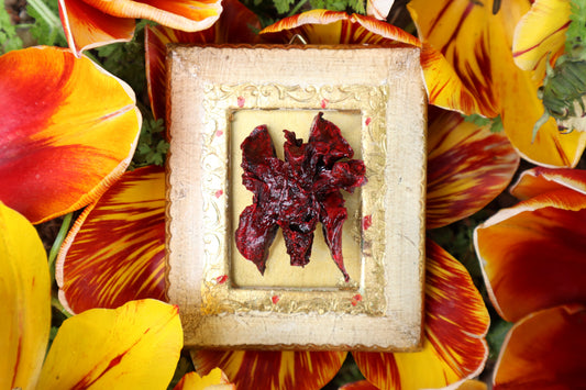 Dry Preserved Mink Lungs in Antique Frame