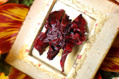 Dry Preserved Mink Lungs in Antique Frame