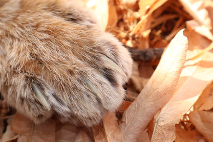 Bobcat Paw Knife