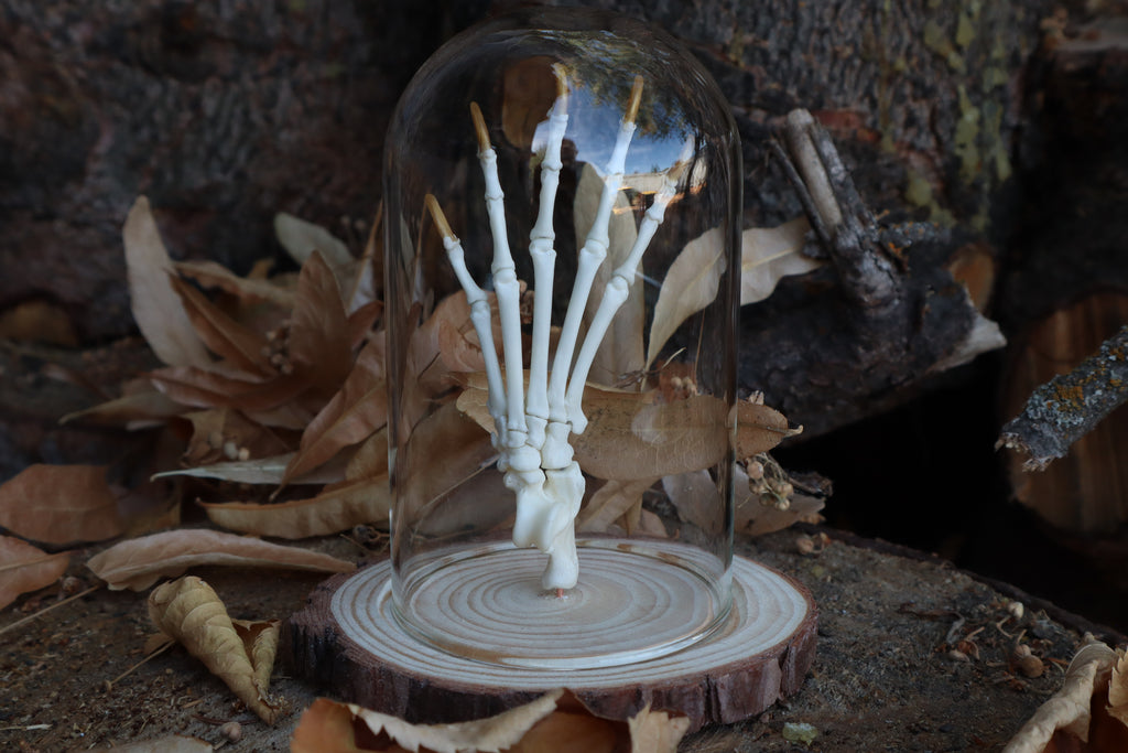 Raccoon Paw Articulation in Glass Dome