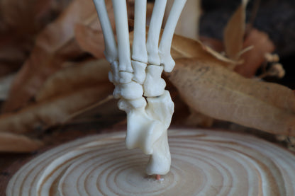 Raccoon Paw Articulation in Glass Dome