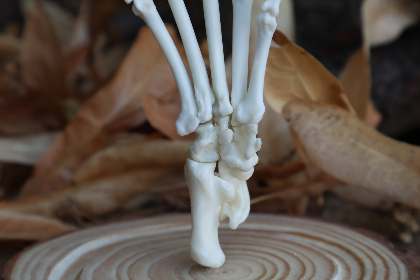 Raccoon Paw Articulation in Glass Dome