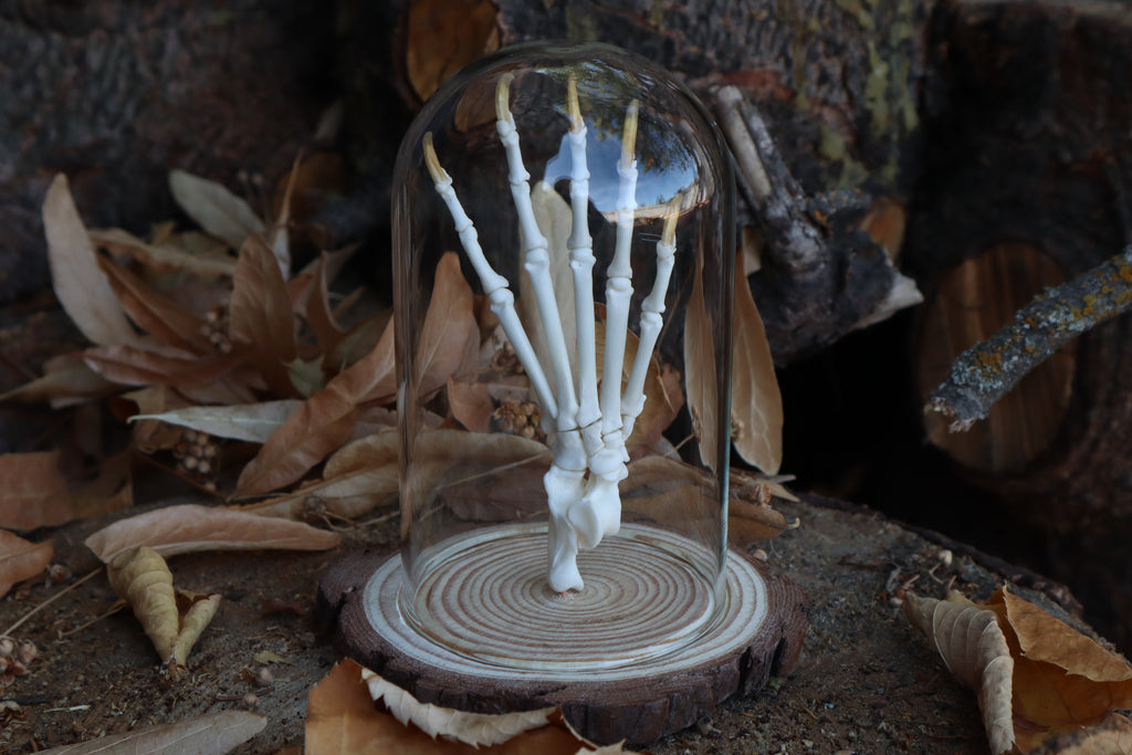 Raccoon Paw Articulation in Glass Dome