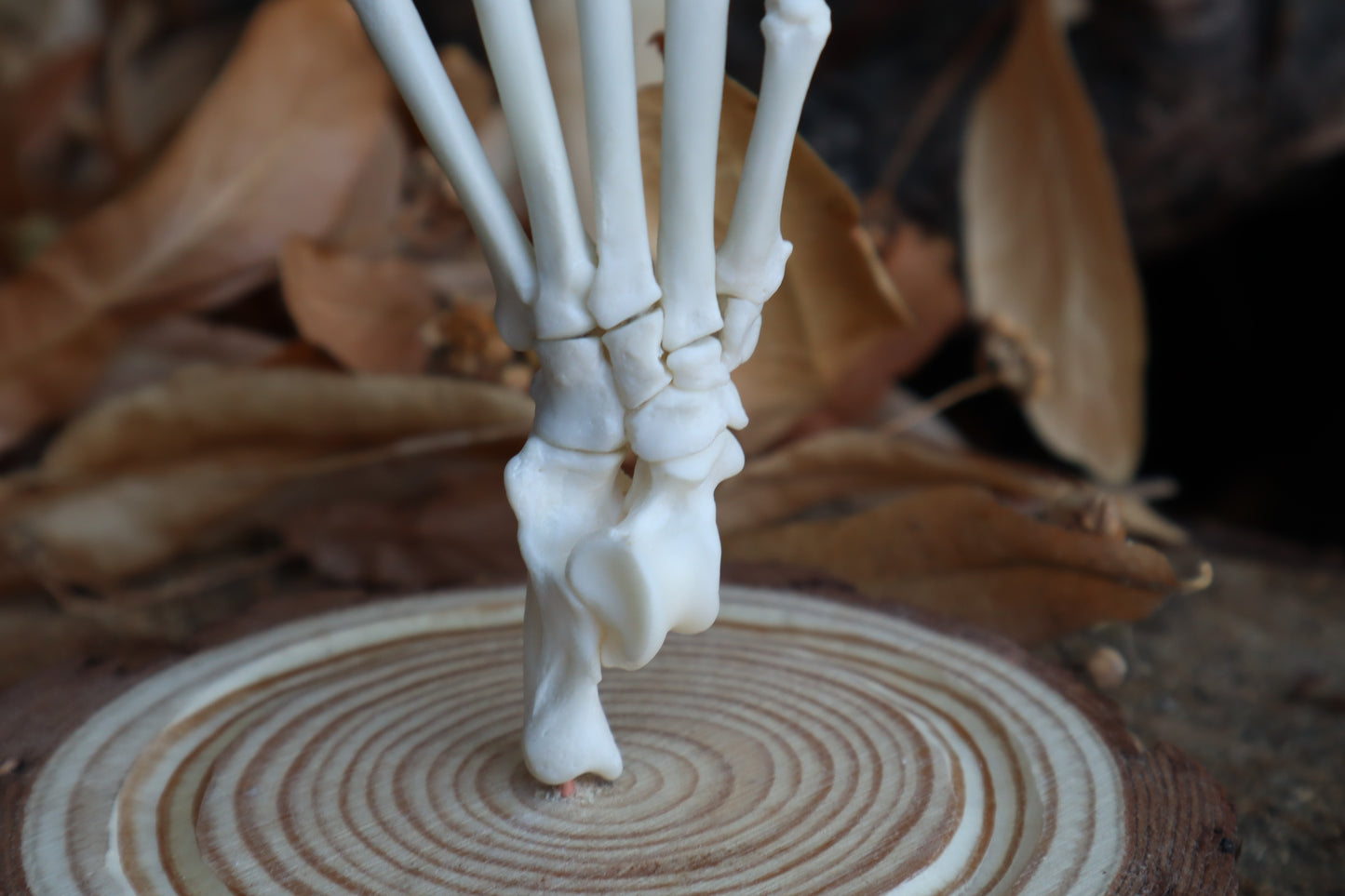 Raccoon Paw Articulation in Glass Dome