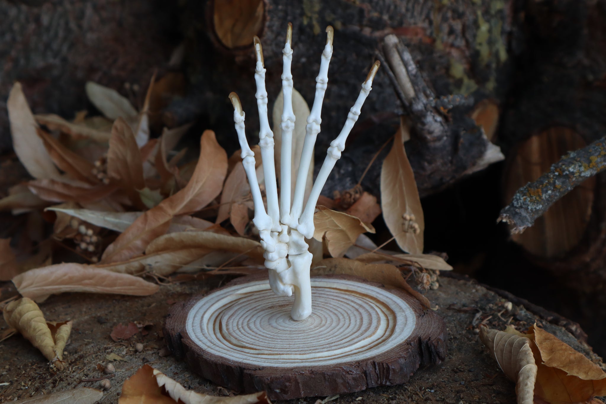 Raccoon Paw Articulation in Glass Dome