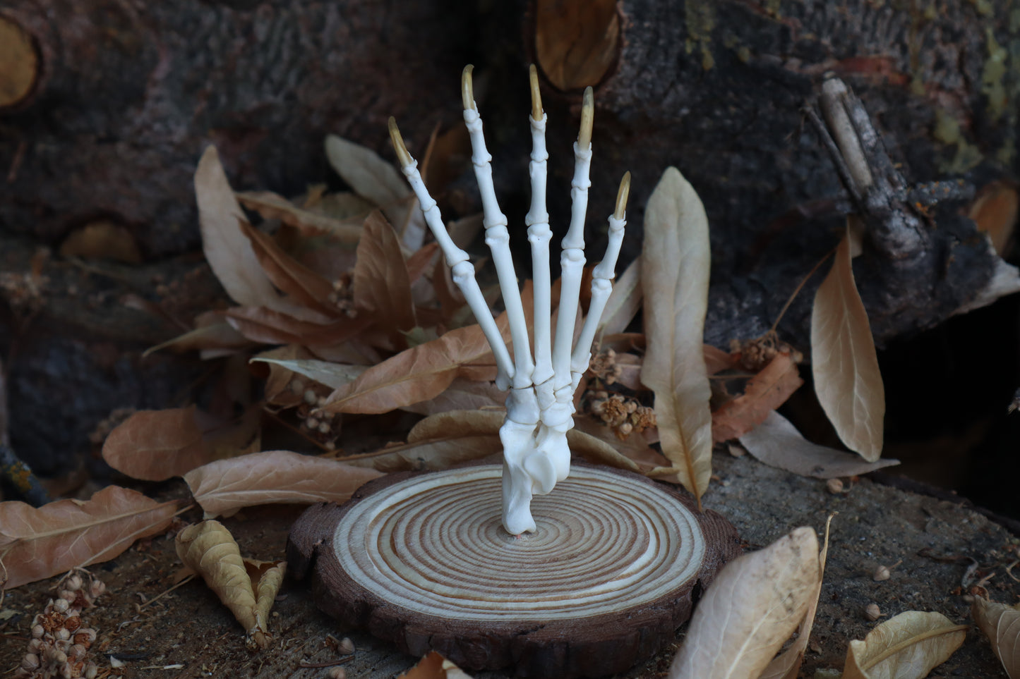 Raccoon Paw Articulation in Glass Dome
