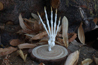 Raccoon Paw Articulation in Glass Dome
