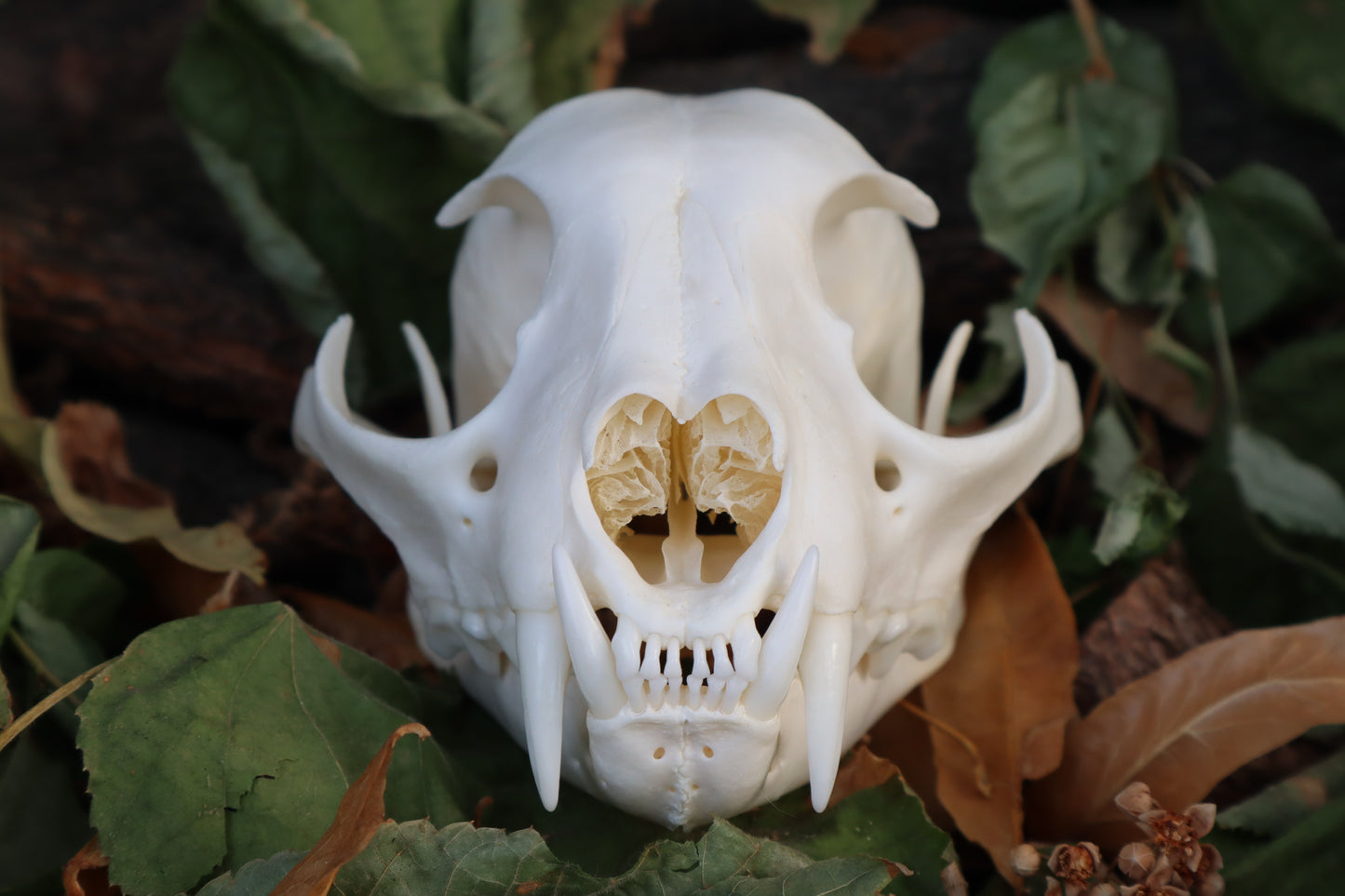 Alaskan Lynx Skull
