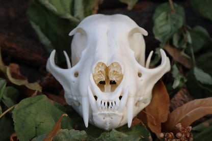 Alaskan Lynx Skull
