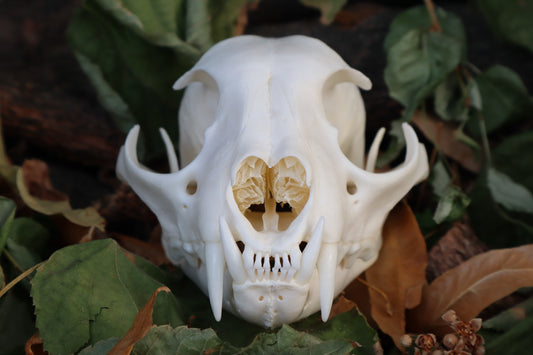 Alaskan Lynx Skull