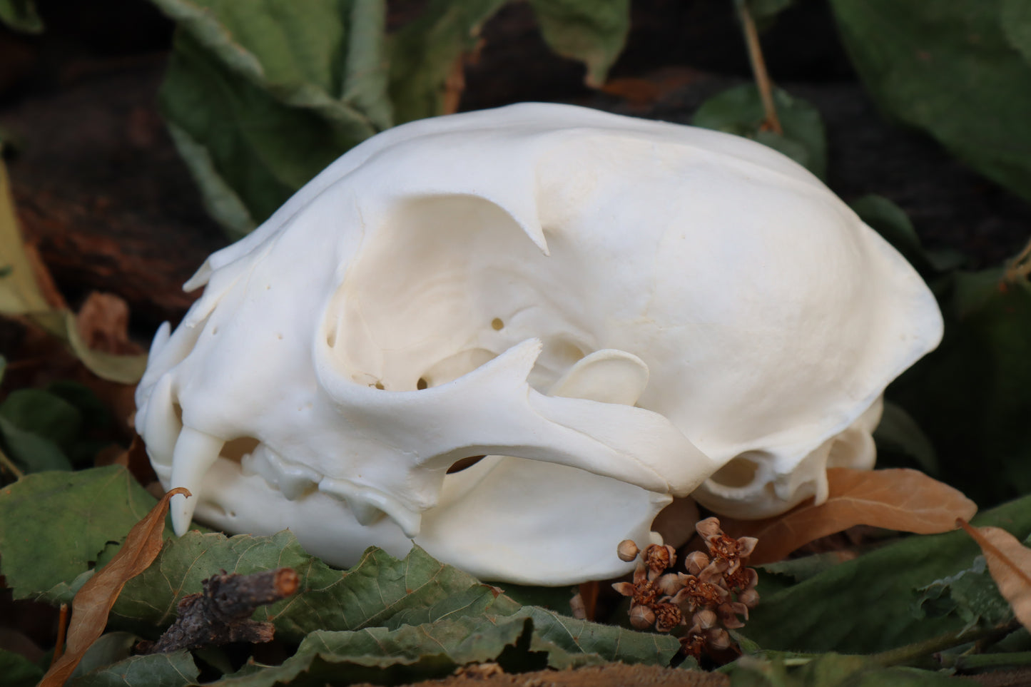 Alaskan Lynx Skull