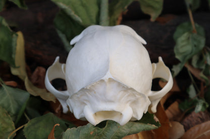 Alaskan Lynx Skull