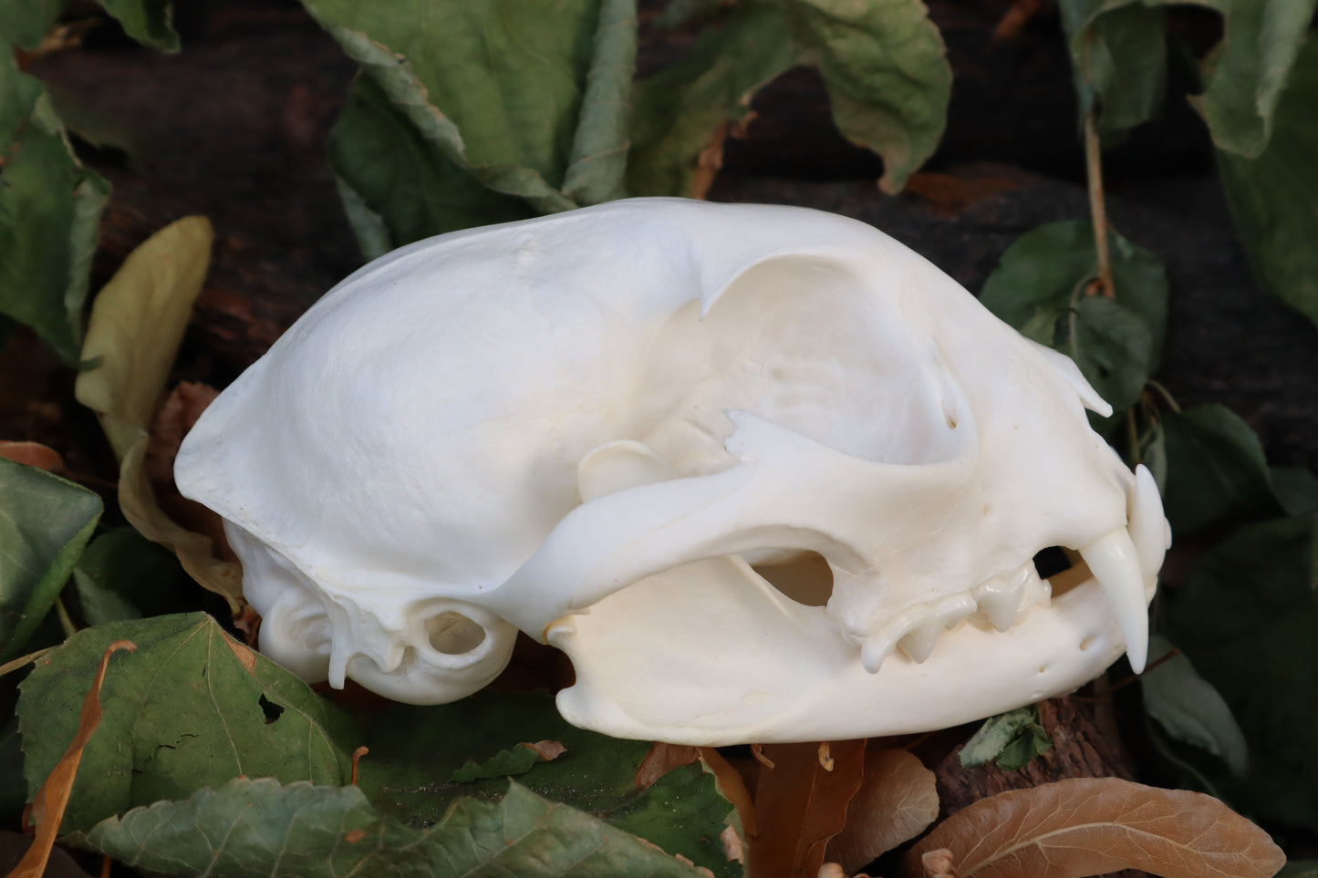 Alaskan Lynx Skull
